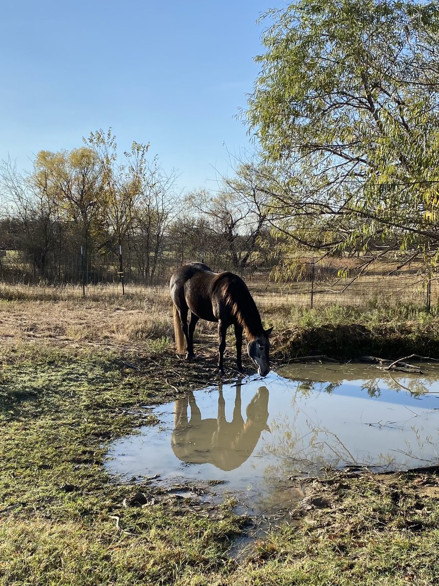 leavingtracks's tweet photo. Had some posers when I was checking fences.  This youngster makes taking good photos seem easy. https://t.co/RgOPu9ktz9