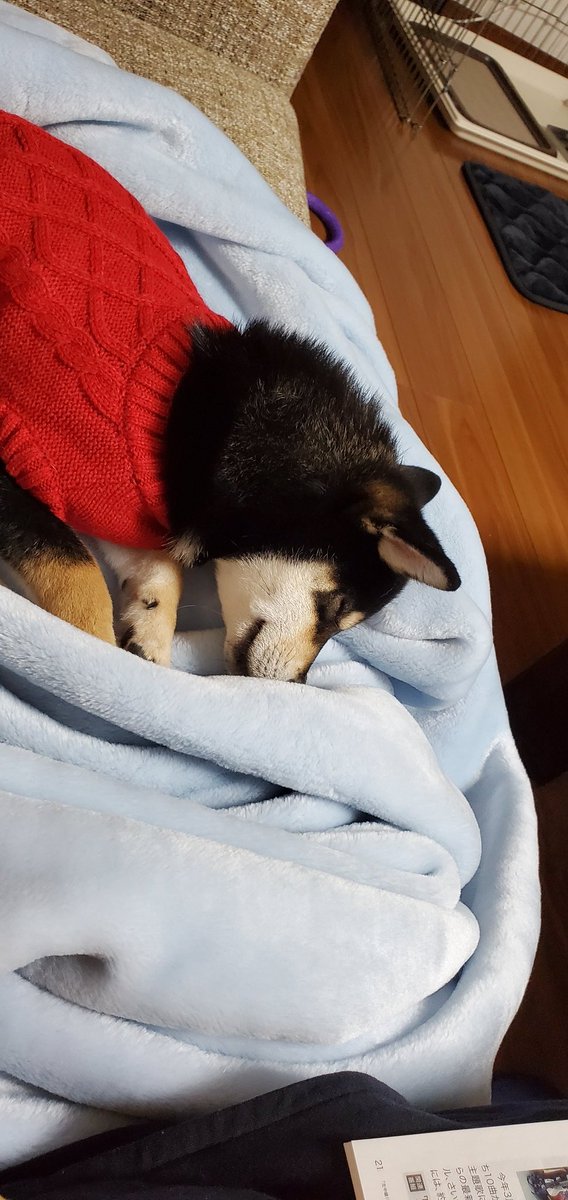 京都映画センター Kyotoeigacenter Twitter