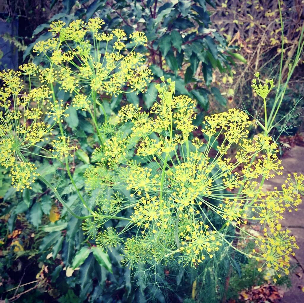 timofnewbury's tweet photo. Dill survived the storm #xpro2filter https://t.co/OZ1bekTUAm https://t.co/0R06Wc6JyD