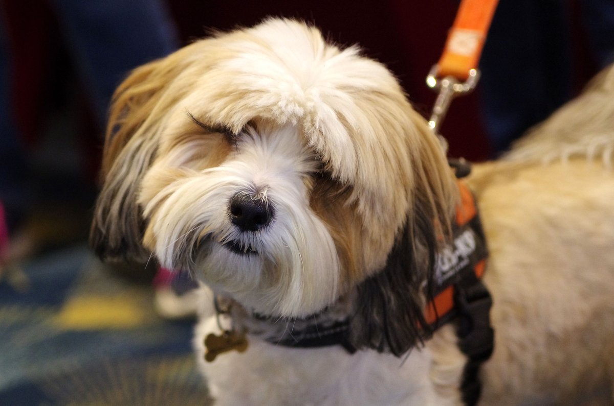 We welcome all kinds of visitors to <a href="/Holt_Antiques/">Antiques @ The Holt</a> ! Open today until 4:30. Pop along and see who else is here ...