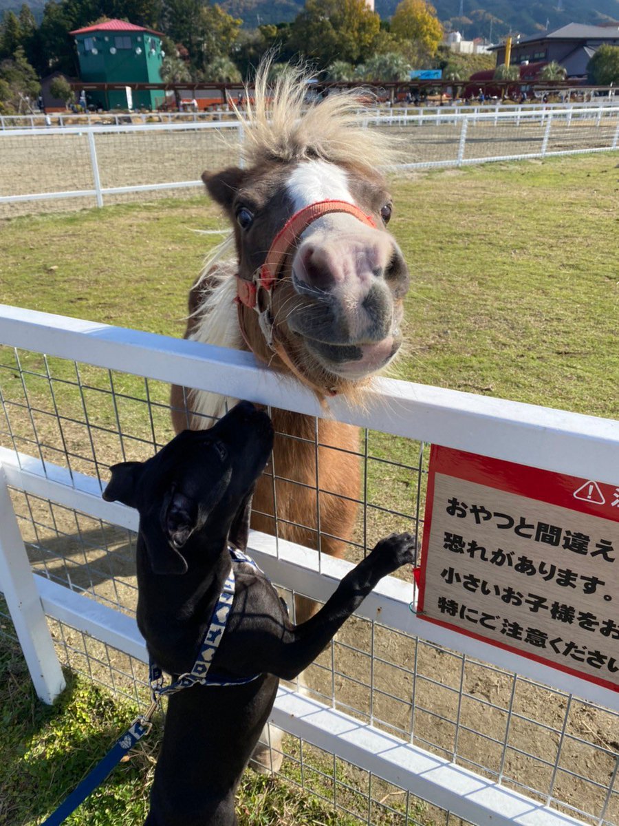 3_toshi2's tweet photo. 愛犬とワールド牧場に！ https://t.co/jGjaZeliG6