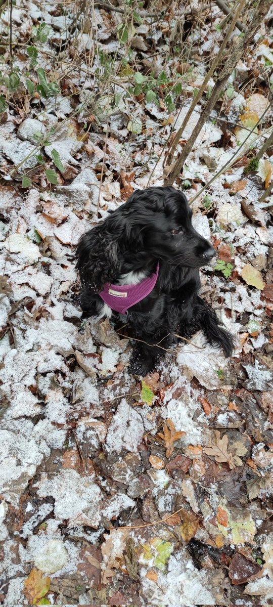 Always seeking.....it was a cold one. Fire lit, coffee on and <a href="/stevenrinella/">Steven Rinella</a> in the background. Let's have a new season <a href="/netflix/">Netflix</a> ☮️. 

PS <a href="/stevenrinella/">Steven Rinella</a> <a href="/JaseDuckman/">Jase Robertson</a> and <a href="/Lizzy_Musi/">Lizzy Musi</a> as guests for the future 👍😁