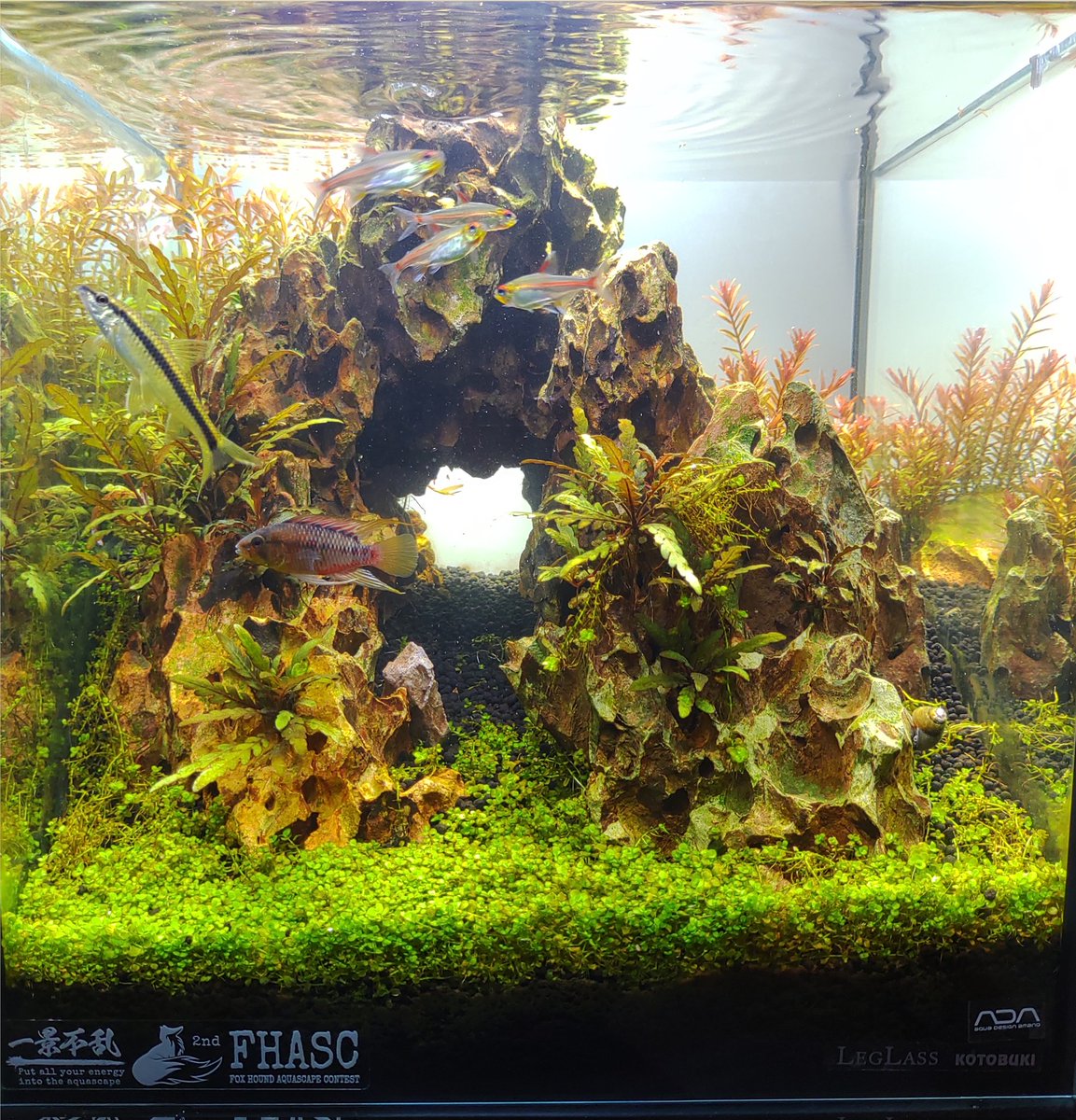 kurodaqua_blog's tweet photo. 初めてのレイアウトコンテストは27人中20位でした!
左右の有茎草をもう少しボリュームだしたり、背景を道具以外黒にしたかった...
また3rdがあるそうなのでレベルアップしたい! #FHASC #FHASC2nd https://t.co/BJahy2mNd7