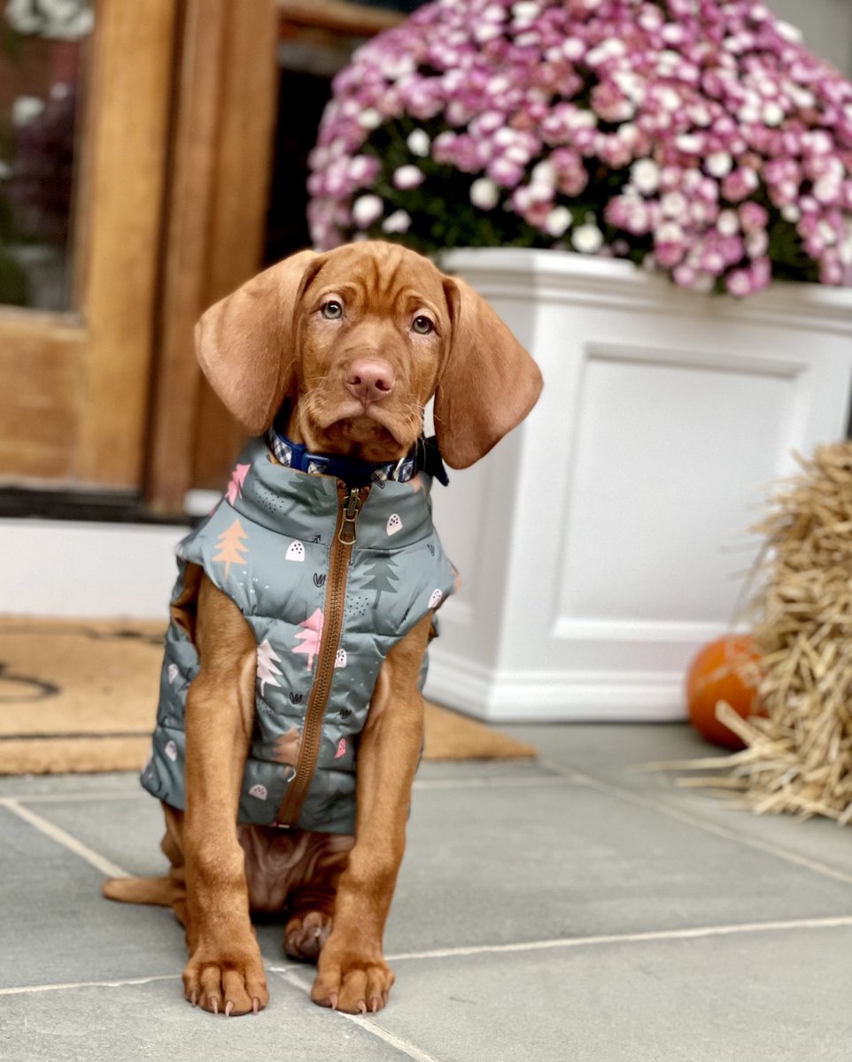 DanaPerino tweet picture