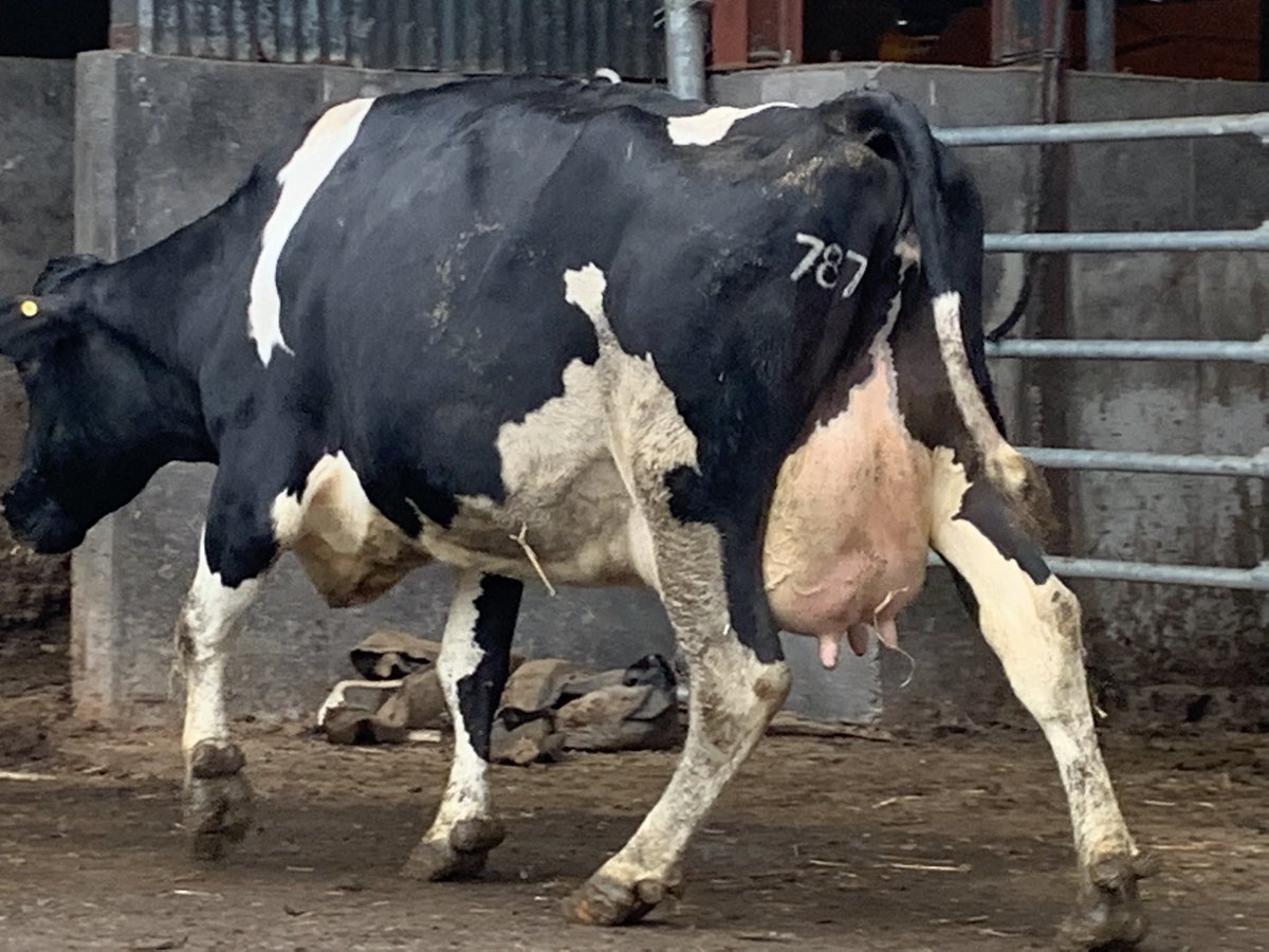 Brklydairysol's tweet photo. Heading back from their holidebobs in full ready to work splendour #ladycows #cowporn #teamdairy #chargeon 787 https://t.co/iTDMiEZnQ4