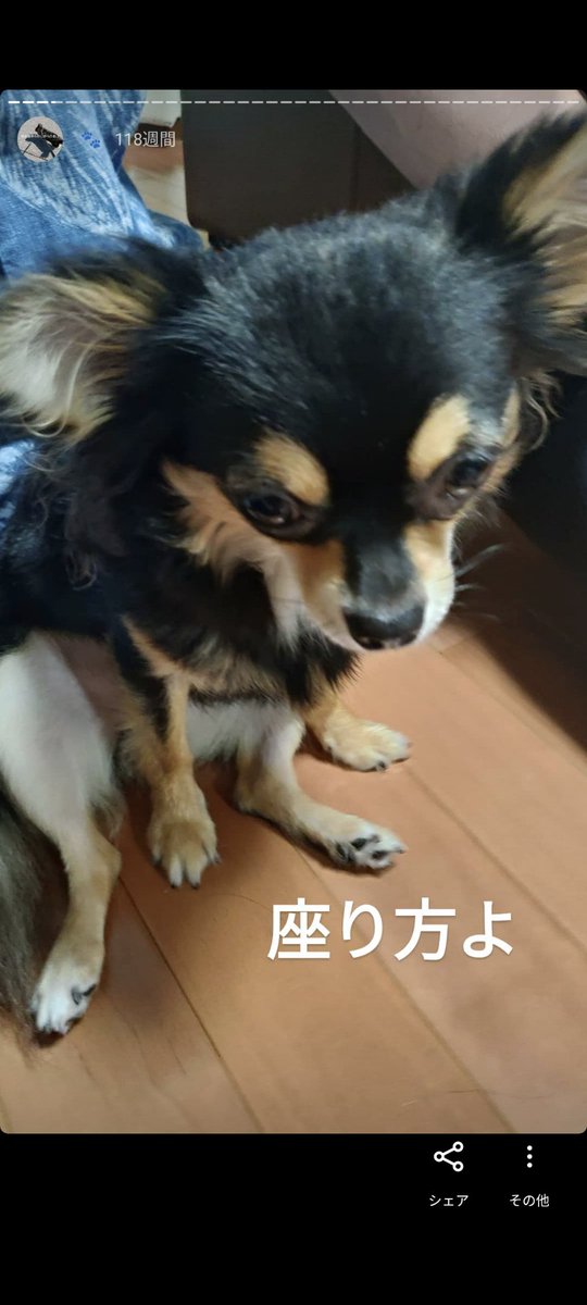 たしかこんな日本画が 愛犬があの日本画の犬ソックリのポーズをとっていて再現度高けーなオイと言いたくなる Togetter