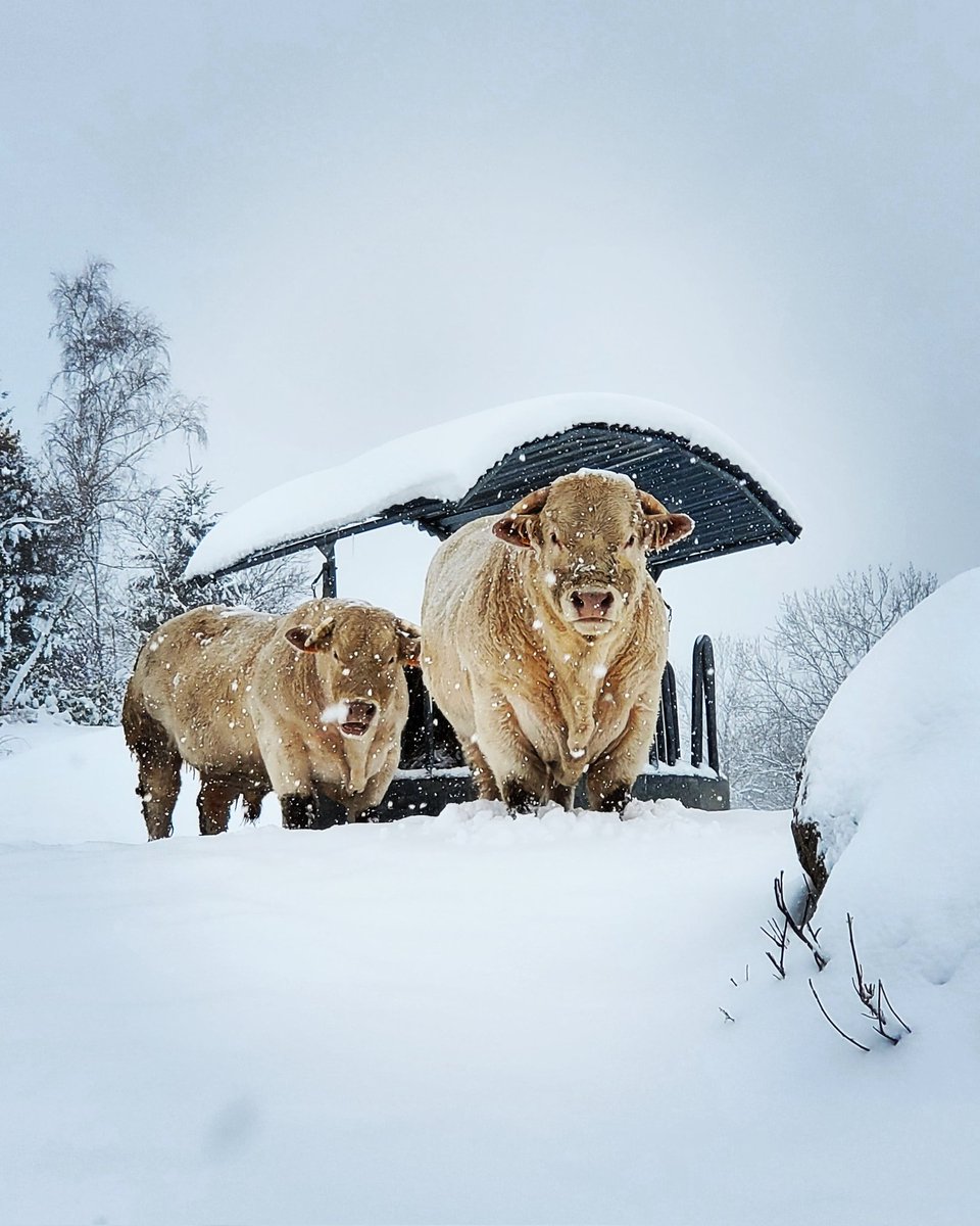 Chambon_louis's tweet photo. L'hiver s'installe au #Falgoux ! Avec le retour de la neige 🌨 ! https://t.co/0ukGmjd4RA