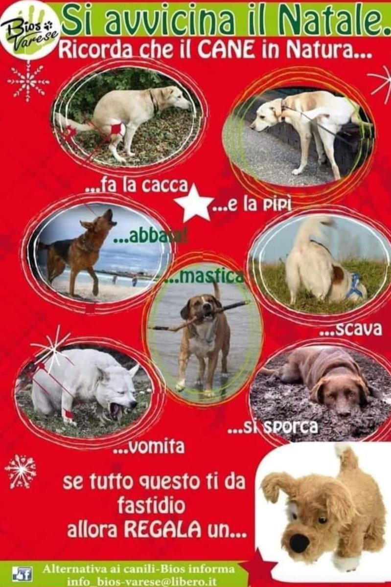 itcinziabellini's tweet photo. Il Natale è vicino, ricordiamoci che un cane non è un peluche. Ha le sue esigenze, ha bisogno del nostro tempo, di stare con noi. Può darci tanto in fondo chiedendo così poco... Se non siamo pronti, un cane non è la scelta giusta. #adozioneresponsabile #Natale2021 #regalidinatale https://t.co/PqxgalgH9Z