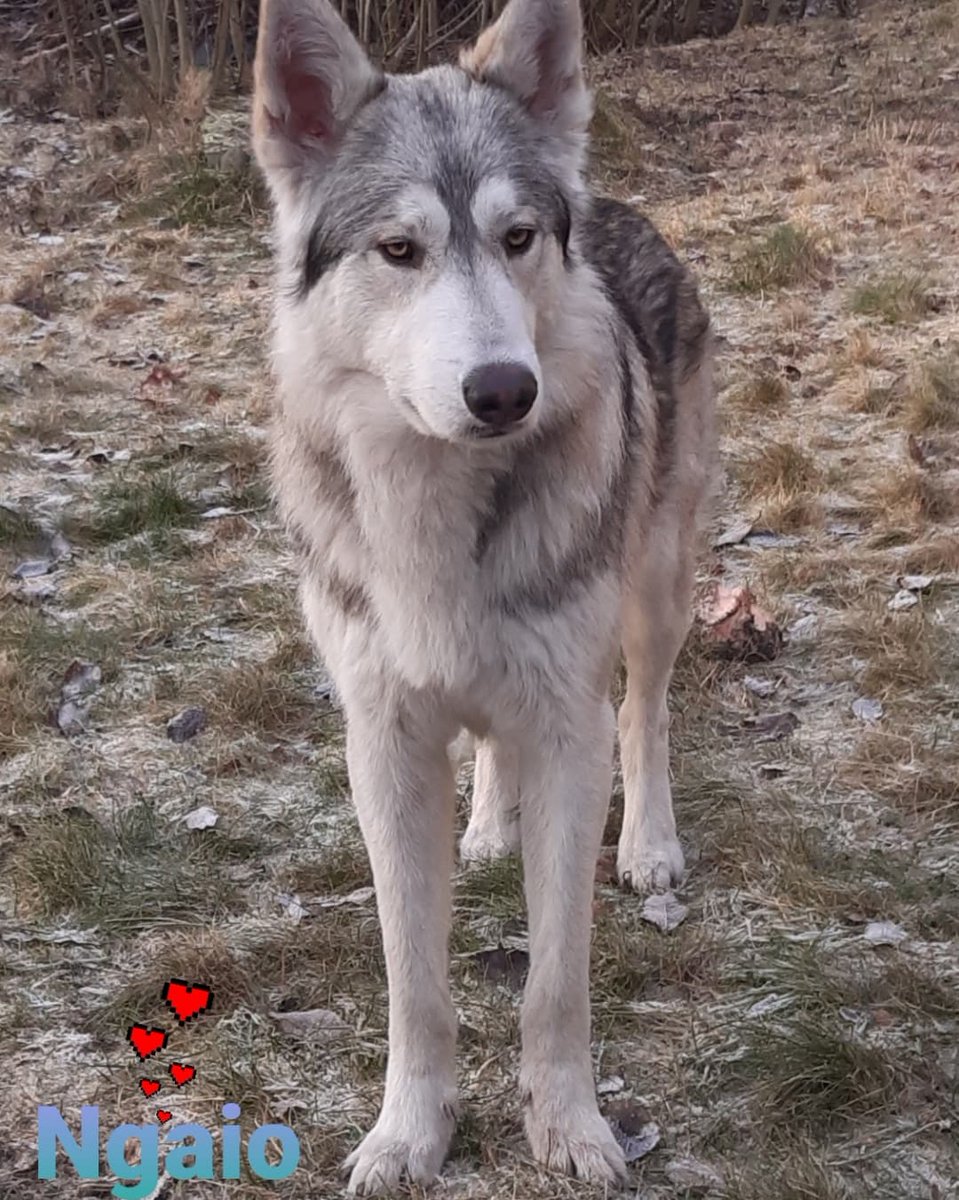 Americanwolfdog's tweet photo. #ArnstorpsgårdensAWD 
Ngaio 11 månader. Son of Arnstorpsgårdens Canoyh 🐺💝 https://t.co/YtqeuQp14B