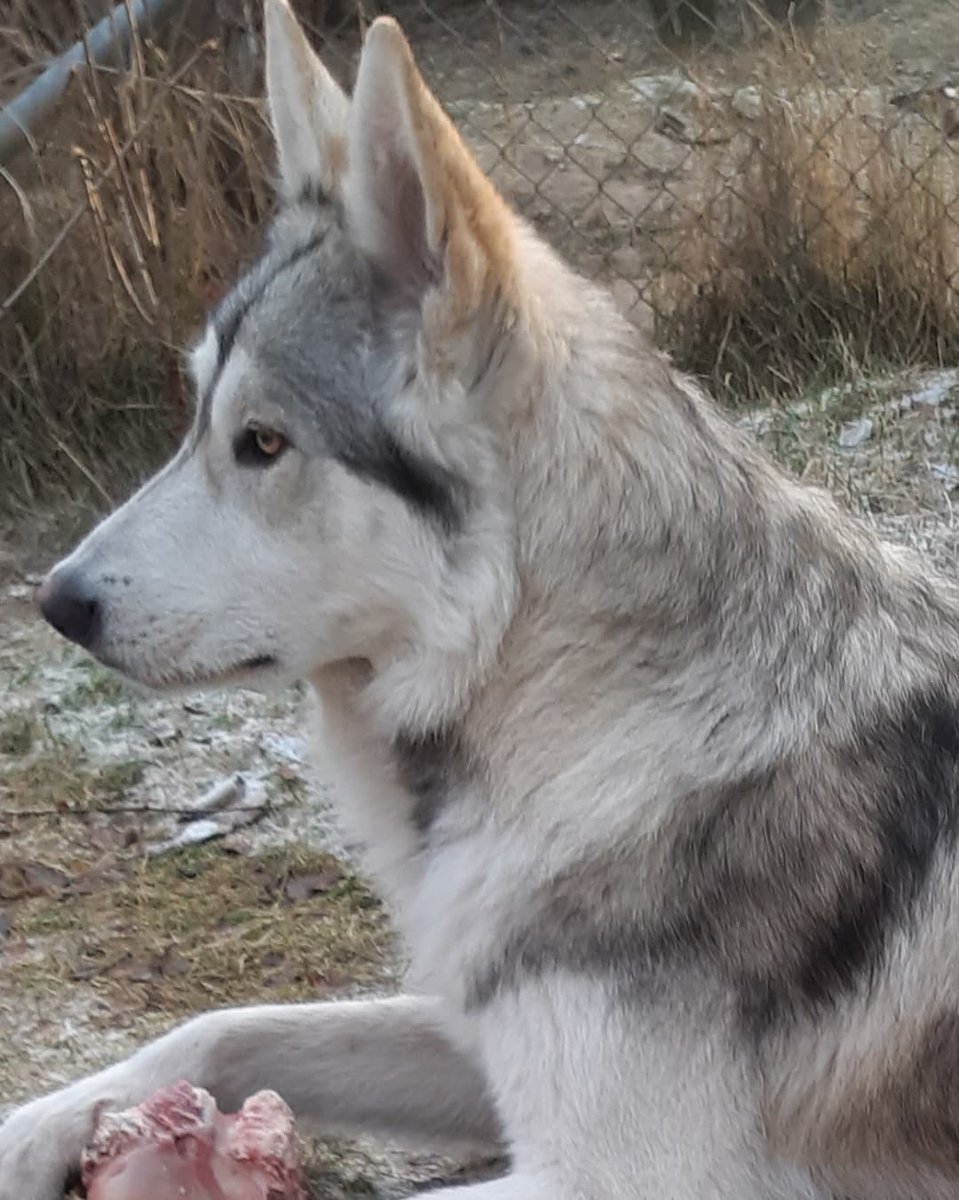 Americanwolfdog's tweet photo. #ArnstorpsgårdensAWD 
Ngaio 11 månader. Son of Arnstorpsgårdens Canoyh 🐺💝 https://t.co/YtqeuQp14B