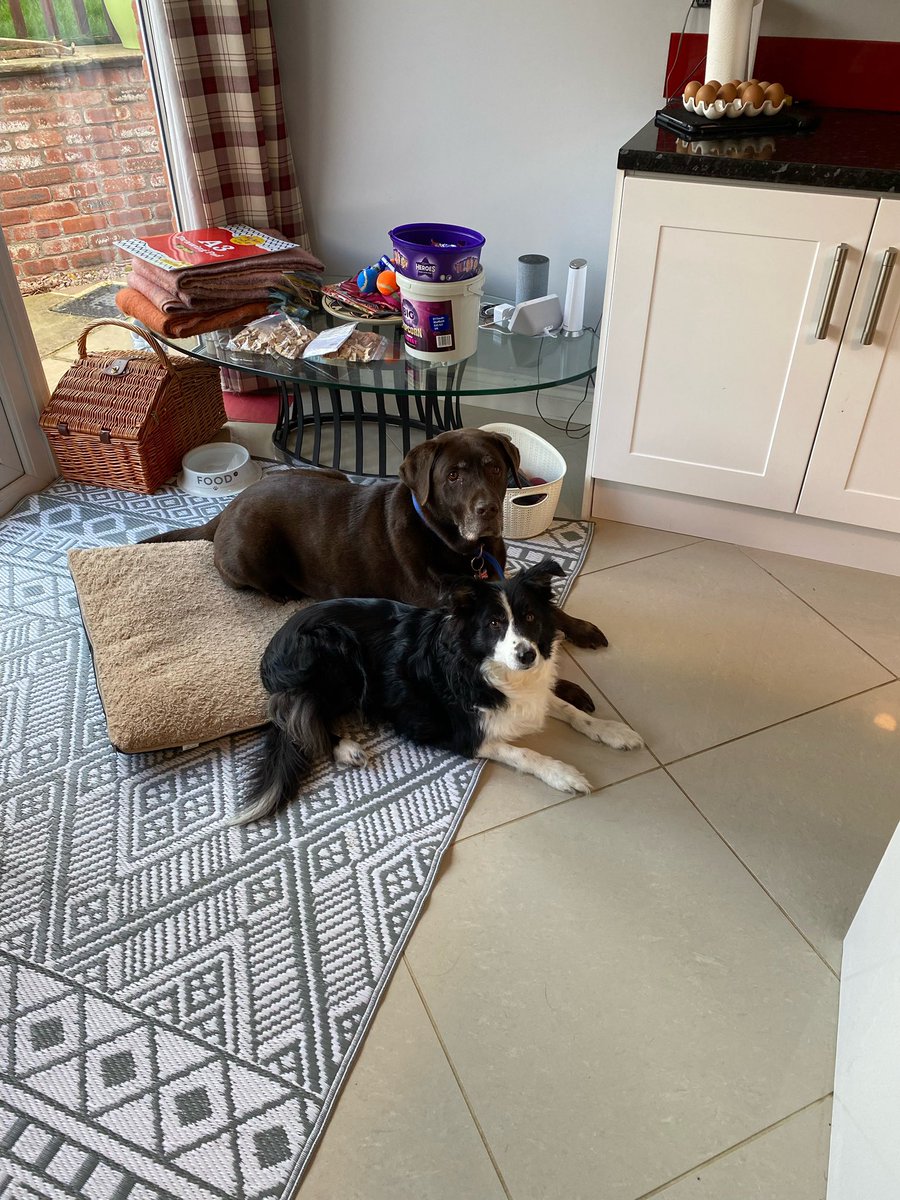 PopsnMurph's tweet photo. Enjoying playtime with Teds. By playtime I mean making sure he does what I want when I want 😇🐾 https://t.co/TsIRG0BnU7