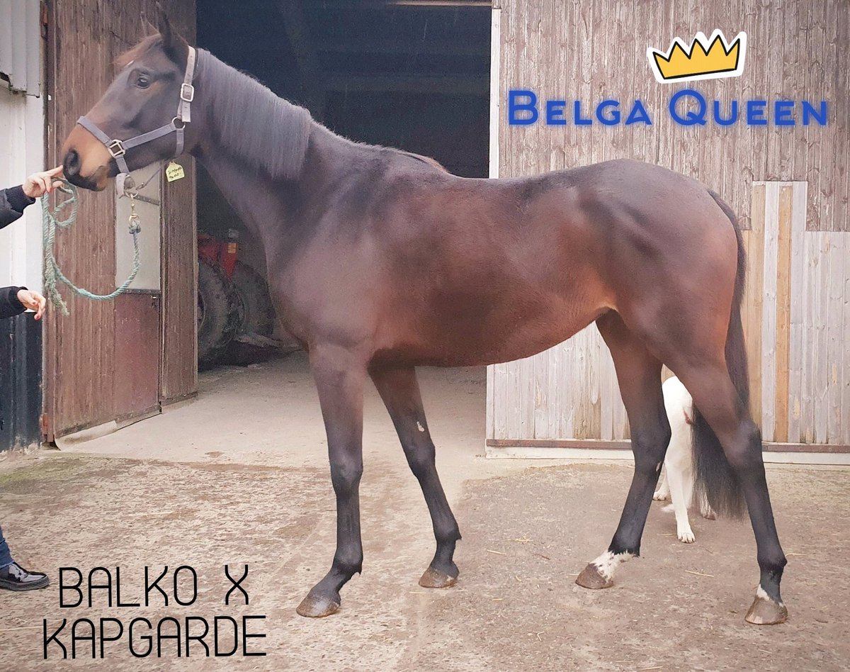 BuzJay's tweet photo. BluesFarms 2019 Fillies on the road to #JeromeDelaunay.🖖 New Adventures begin... PreTrained Belga Queen 👸 by Balko @harasdulion (Kapgarde mare @CharlyMilpied 👈 ) &amp; Fraggle Rock 🛼 by KapRock @haraslahetraie Ready to Hurdle ! #FutureSucces #BuzzTeam 🖤💛❤ https://t.co/LsqzXKndow