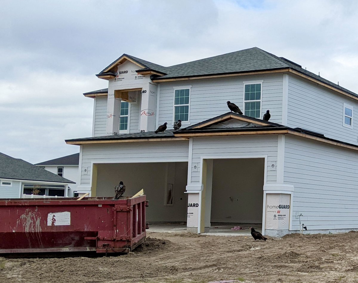 A horde of turkey vultures descending upon overdevelopment in Florida, on Thanksgiving Day. Shit just writes itself.