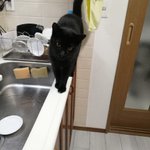 ペットシッターさんからのレポ画像がジワる!そこには落ちゆく猫が写ってたw