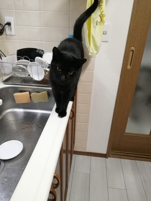 即落ち２コマですかｗ ドジな愛猫の姿に笑撃 落ちたとこ 全身が見たい 拡散希望 おもしろネタ