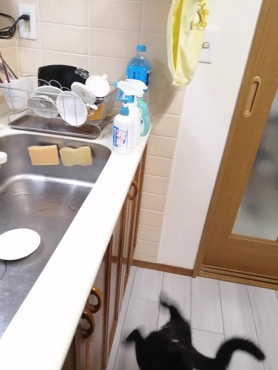 ペットシッターさんからのレポ画像がジワる！そこには落ちゆく猫が写ってたｗｗ