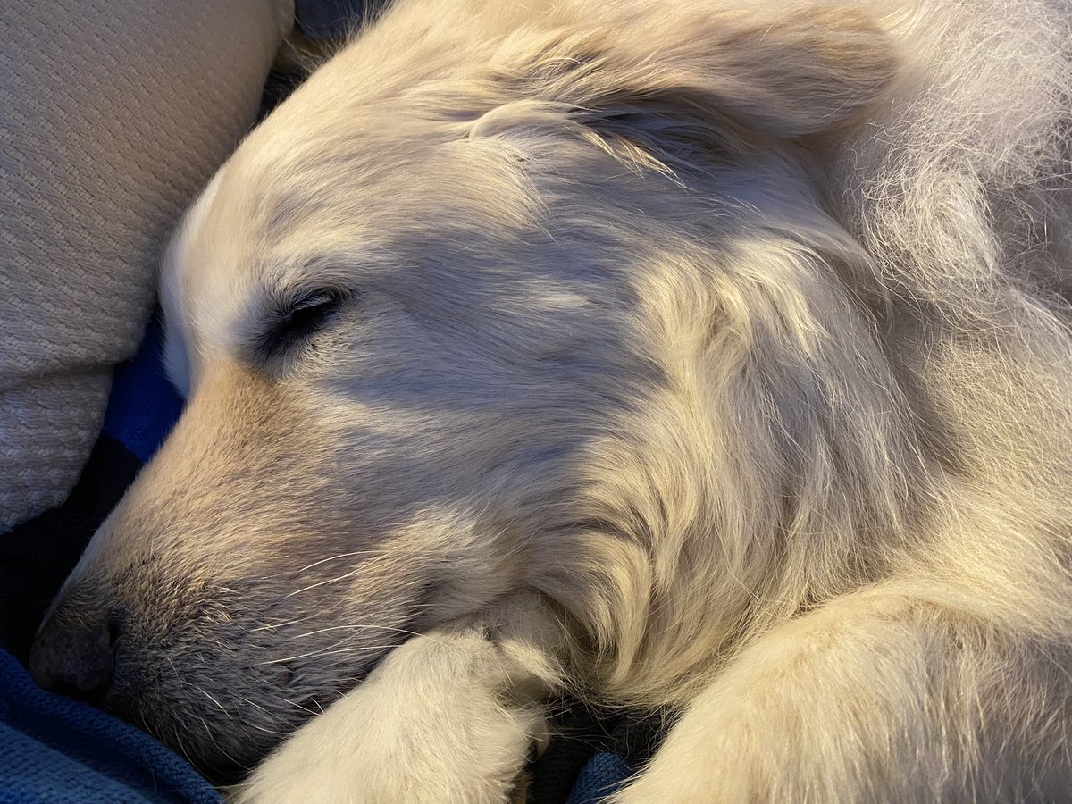 I fear that Outlaw's friends and fans on Twitter and Instagram will tire of his photos long before I tire of posting them. Here, tongue askew, he stirs and sits up after a Sunday morning nap. #Dog #sundayvibes @dogandpuplovers @dogcelebration @ok32650586 