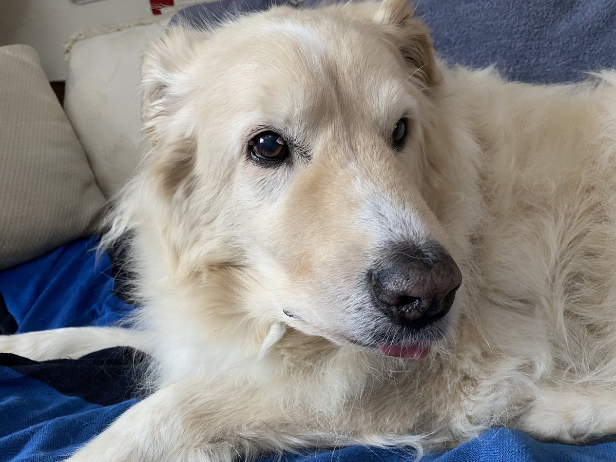 I fear that Outlaw's friends and fans on Twitter and Instagram will tire of his photos long before I tire of posting them. Here, tongue askew, he stirs and sits up after a Sunday morning nap. #Dog #sundayvibes @dogandpuplovers @dogcelebration @ok32650586 