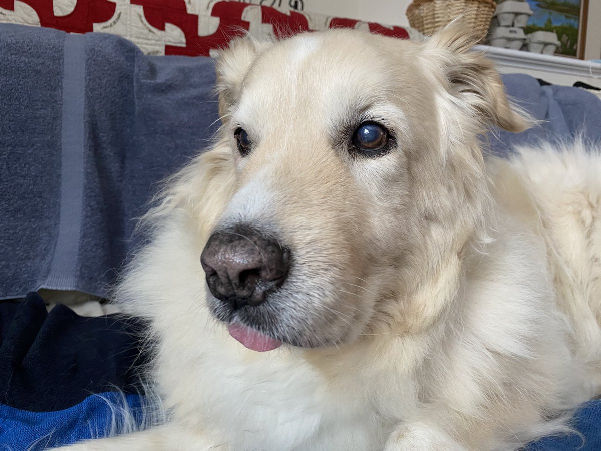 I fear that Outlaw's friends and fans on Twitter and Instagram will tire of his photos long before I tire of posting them. Here, tongue askew, he stirs and sits up after a Sunday morning nap. #Dog #sundayvibes @dogandpuplovers @dogcelebration @ok32650586 