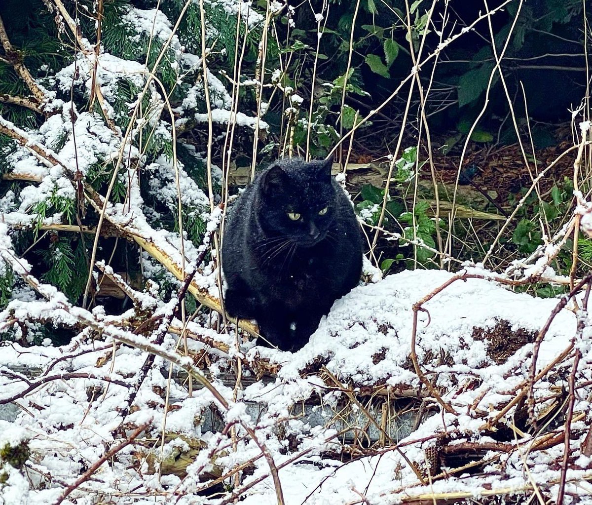 saarescue's tweet photo. A little snow won’t stop Tomcat from going on the prowl! ❄️🐱❄️ #saarescue #tomcat #manchestersnow #snowysunday https://t.co/lh6epceQnV