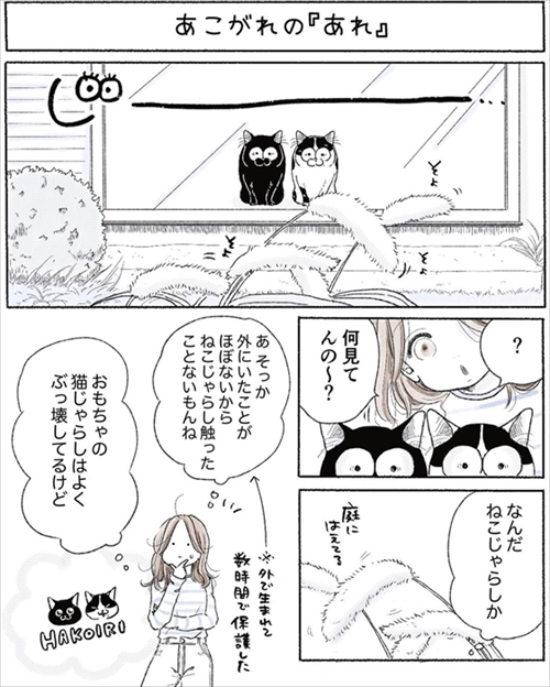 【漫画】猫たちに本物の猫じゃらしを見せたら……? 想像以上に大興奮で遊んでくれた保護猫たちがかわいい https://t.co/yoKjV9TtfS @itm_nlabより 