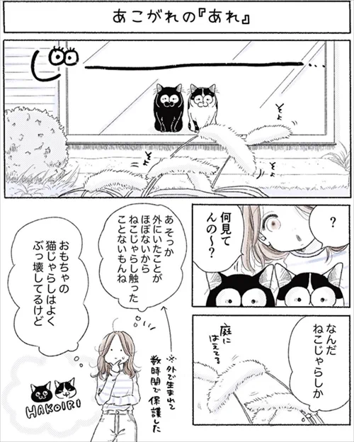 【漫画】猫たちに本物の猫じゃらしを見せたら……? 想像以上に大興奮で遊んでくれた保護猫たちがかわいい  より 