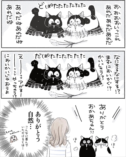 【漫画】猫たちに本物の猫じゃらしを見せたら……? 想像以上に大興奮で遊んでくれた保護猫たちがかわいい https://t.co/yoKjV9TtfS @itm_nlabより 