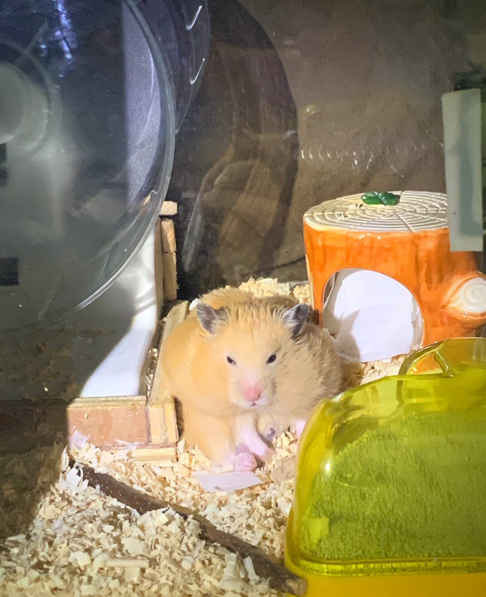 なんて顔してるんだ、どんちゃん 