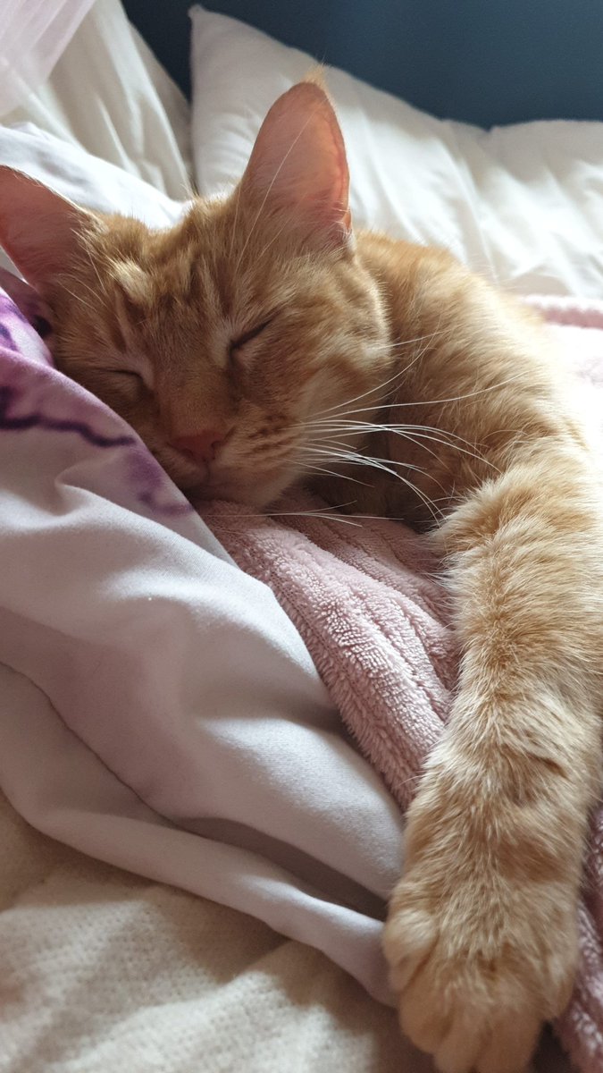 Felix_kittycat's tweet photo. I love slweep! https://t.co/klaVCUKpHB
