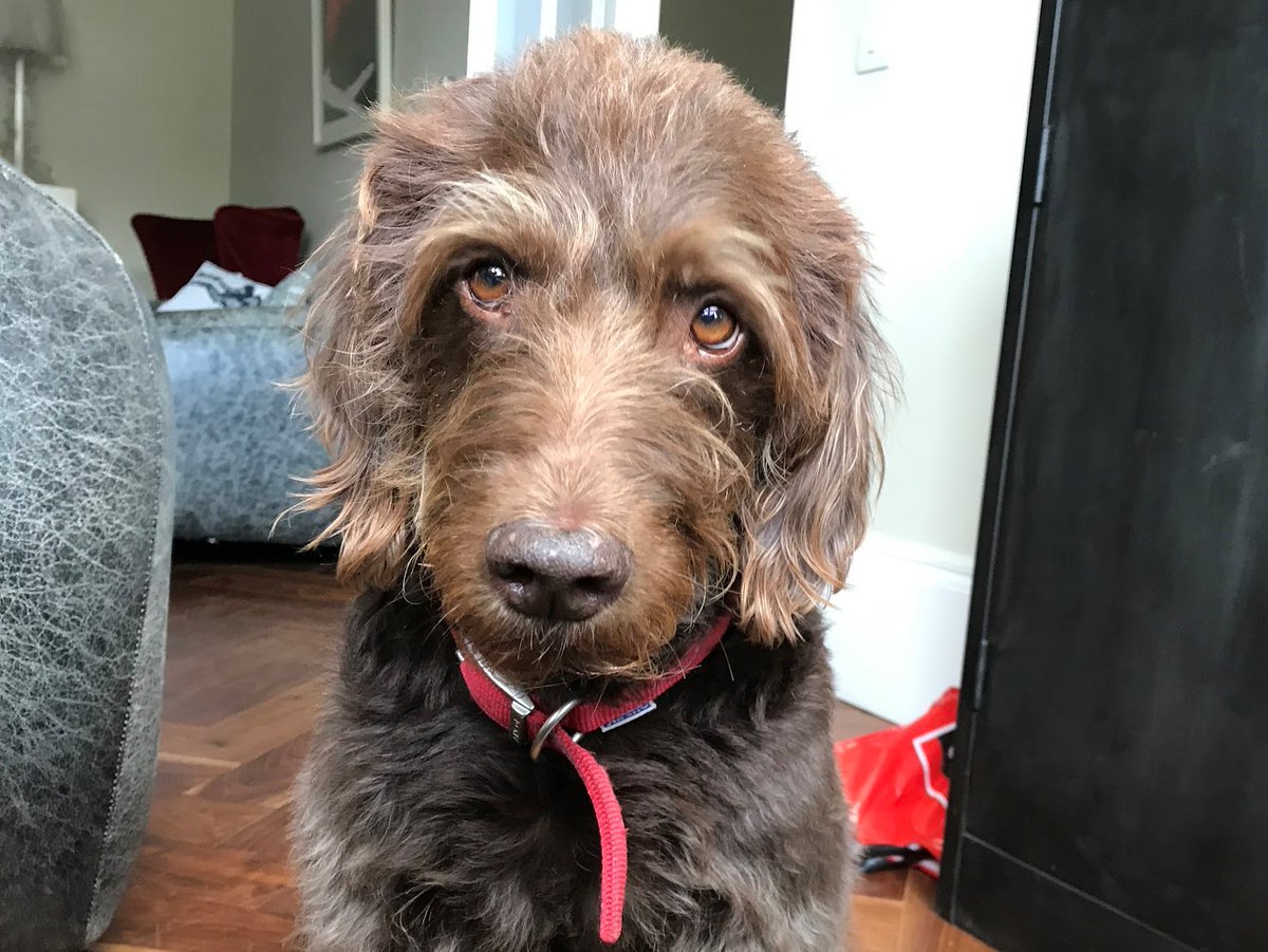 12 years ago, amid the chaos of raising 3 boys, we decided to get a dog. Today, with the boys grown up, we said goodbye to Fudge. I didn't think it was going to be this hard. Thank you for the walks, the waggy tails and those beautiful brown eyes. Gonna miss you. 💔