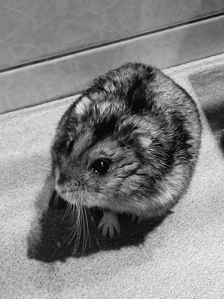 pmooni22's tweet photo. He wanted to say hi too ❣️
#StrayKidsComeback https://t.co/jT6HtWnNqi