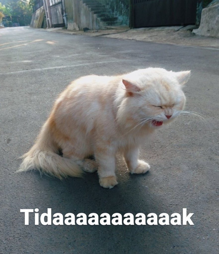 KyaryHime's tweet photo. @ulat_bulu_bulu https://t.co/CuVXqUhape