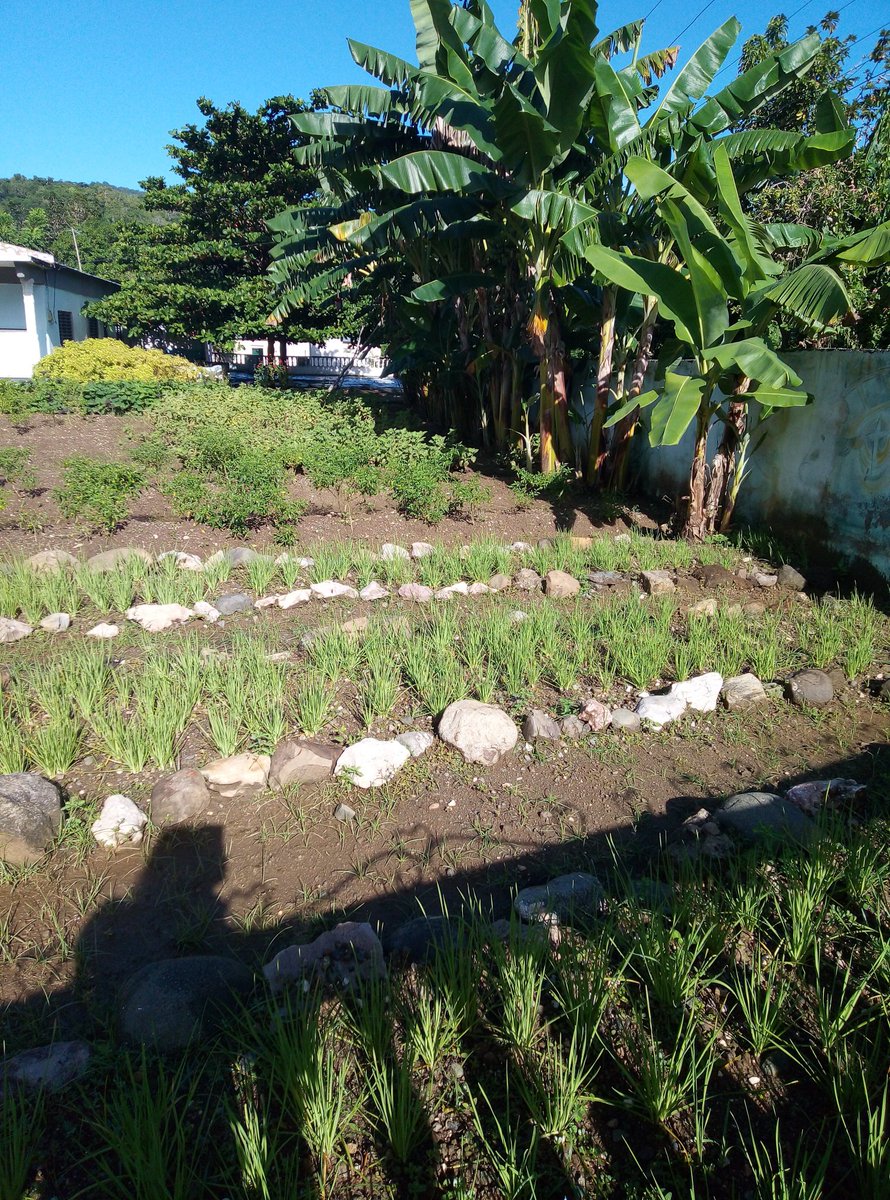 EsterisFrancis's tweet photo. @elsa_ena @PresidenciaCuba @JorgeLuisPerd20 Aporte de nuestros educadores y educandos al logro de la soberanía alimentaria #DeRegresoALasAulas #JuntosPodemos #UnidosVenceremos #CubaViveYRenace @CubaMined @dpestgo @FundichelyRosa @Gob_StgoDeCuba https://t.co/l3qLAloZw6