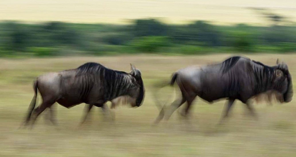 nimtreeWildlife's tweet photo. Would you like to see great #MigrationTour , see https://t.co/rux33dgAKM 
#running
#run #wildtierfotografie #photosafari #wildlifephotography #wildlife #wildlifetour #bigcat #africanwildlife #masaimara #migration #wildebeest #wildebeestmigration #annualmigration #greatmigration https://t.co/hVYWGXN26t