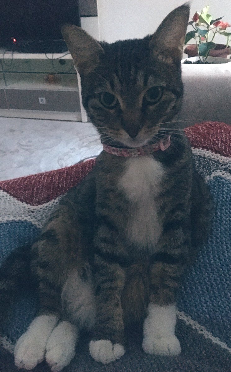 #kediler tüm gün yatarak sizi kıskandırır 😂