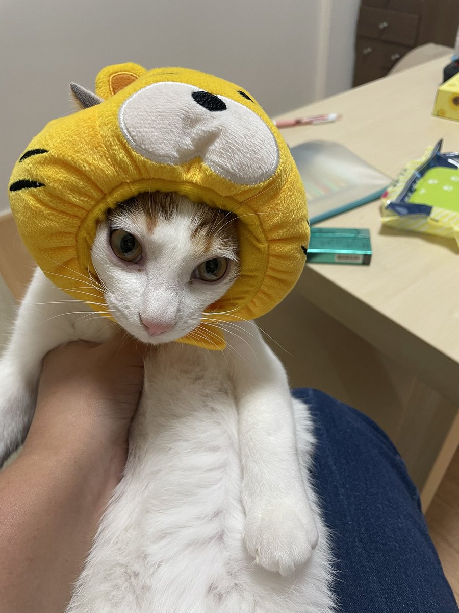yu06zu's tweet photo. トラversionもあるよ https://t.co/vgWxATqP4k