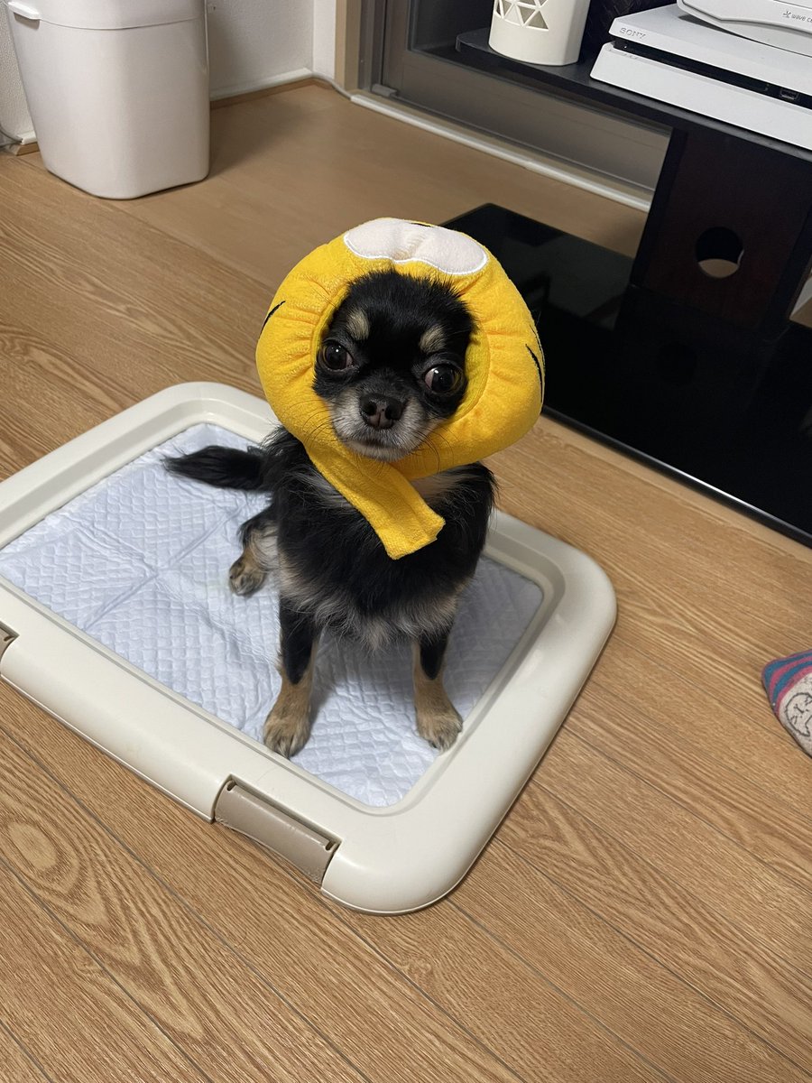 yu06zu's tweet photo. トラversionもあるよ https://t.co/vgWxATqP4k
