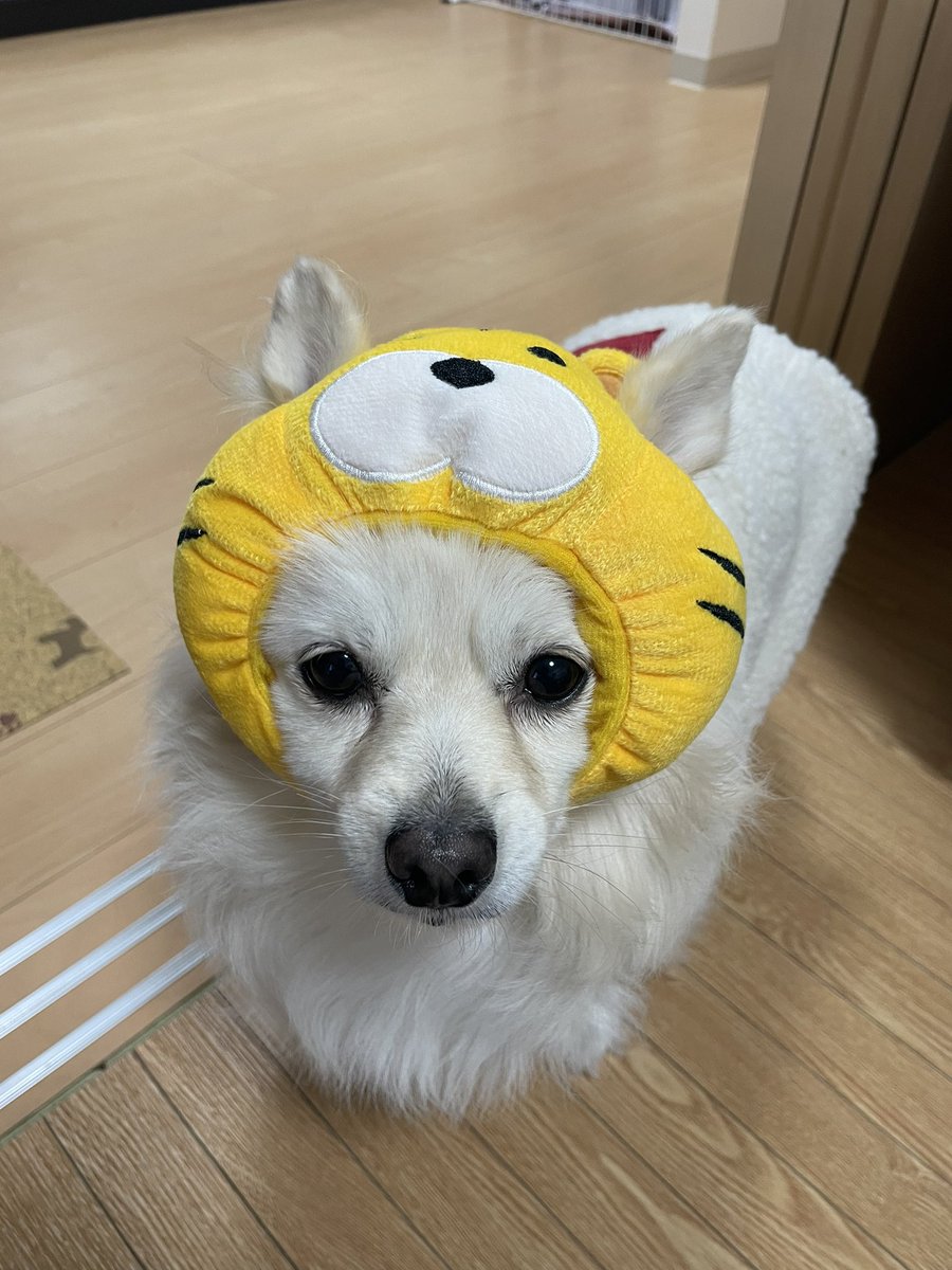 yu06zu's tweet photo. トラversionもあるよ https://t.co/vgWxATqP4k
