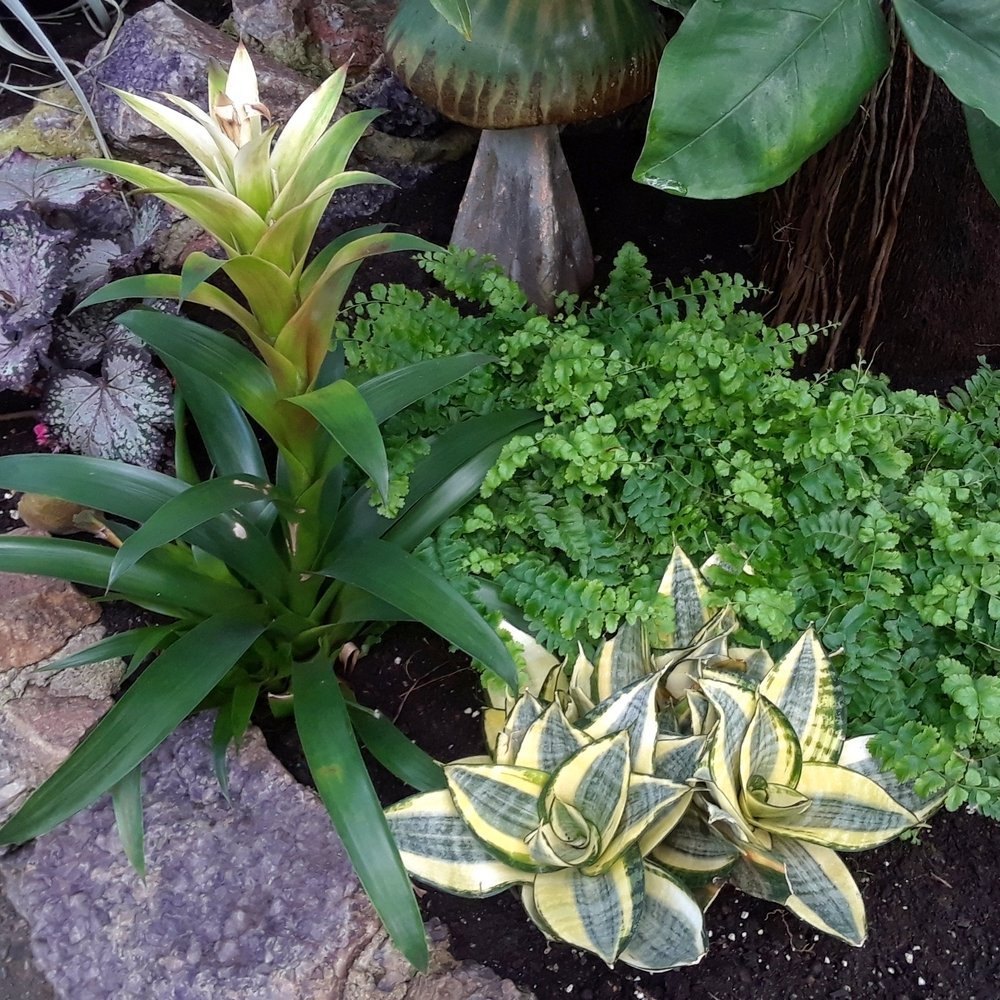friendsTBcon's tweet photo. Calm your senses with a #MentalHealth break at #ThunderBay's Centennial Botanical Conservatory, a soothing oasis of warmth and beauty. 
Open 10am-4pm daily. 
Masks are mandatory. 
Donations welcomed at the door. 
#tbay #Respite #MentalHealthMatters https://t.co/zO11F0tO1J