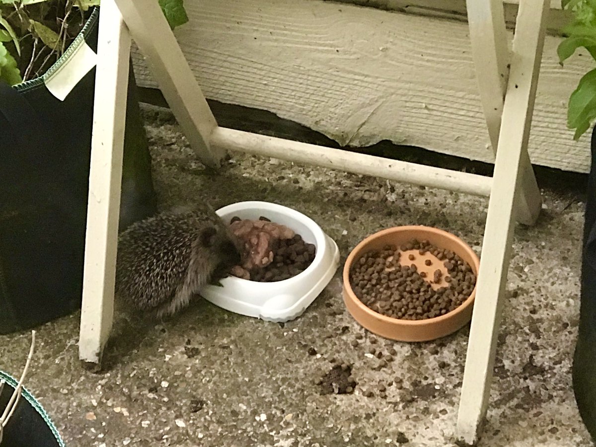 queencharlot's tweet photo. Little baby hedgehog out in the late afternoon. Getting bigger but still tiny. I just put fresh food out for it right now. Also fresh water. Don’t know how it’s surviving the cold. Don’t know whether to rescue. Seems healthy and alert https://t.co/4P31BLHbNz