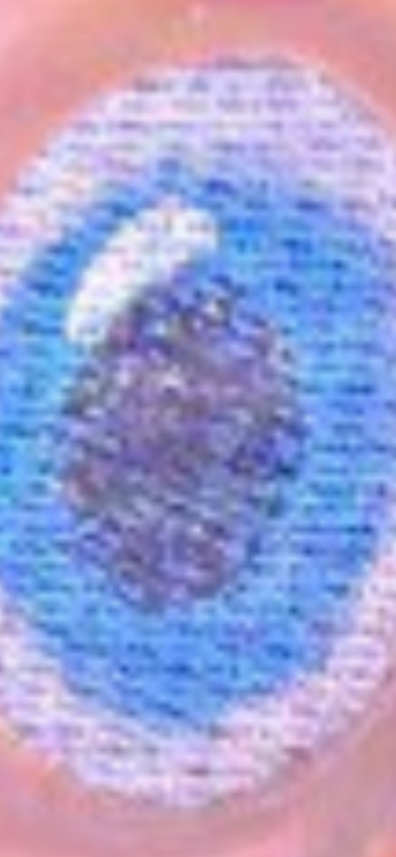 Purdue Sports tweet media