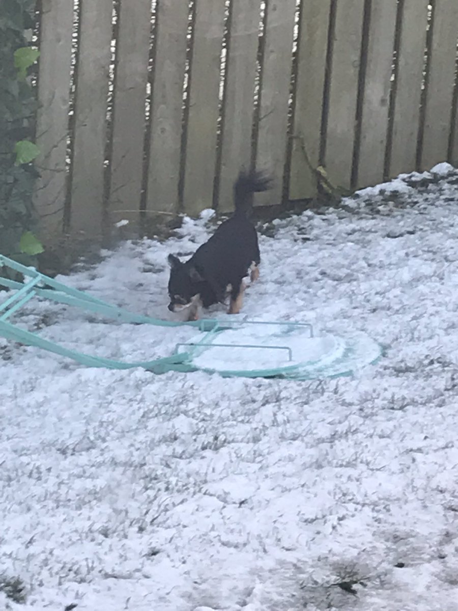 thegirls8882's tweet photo. The wind has ruined my garden friends! 😤 😞 🐾 #snowpaws #feelslikechristmas lots of lv Marge! 💋 https://t.co/6ggDnDIIWN