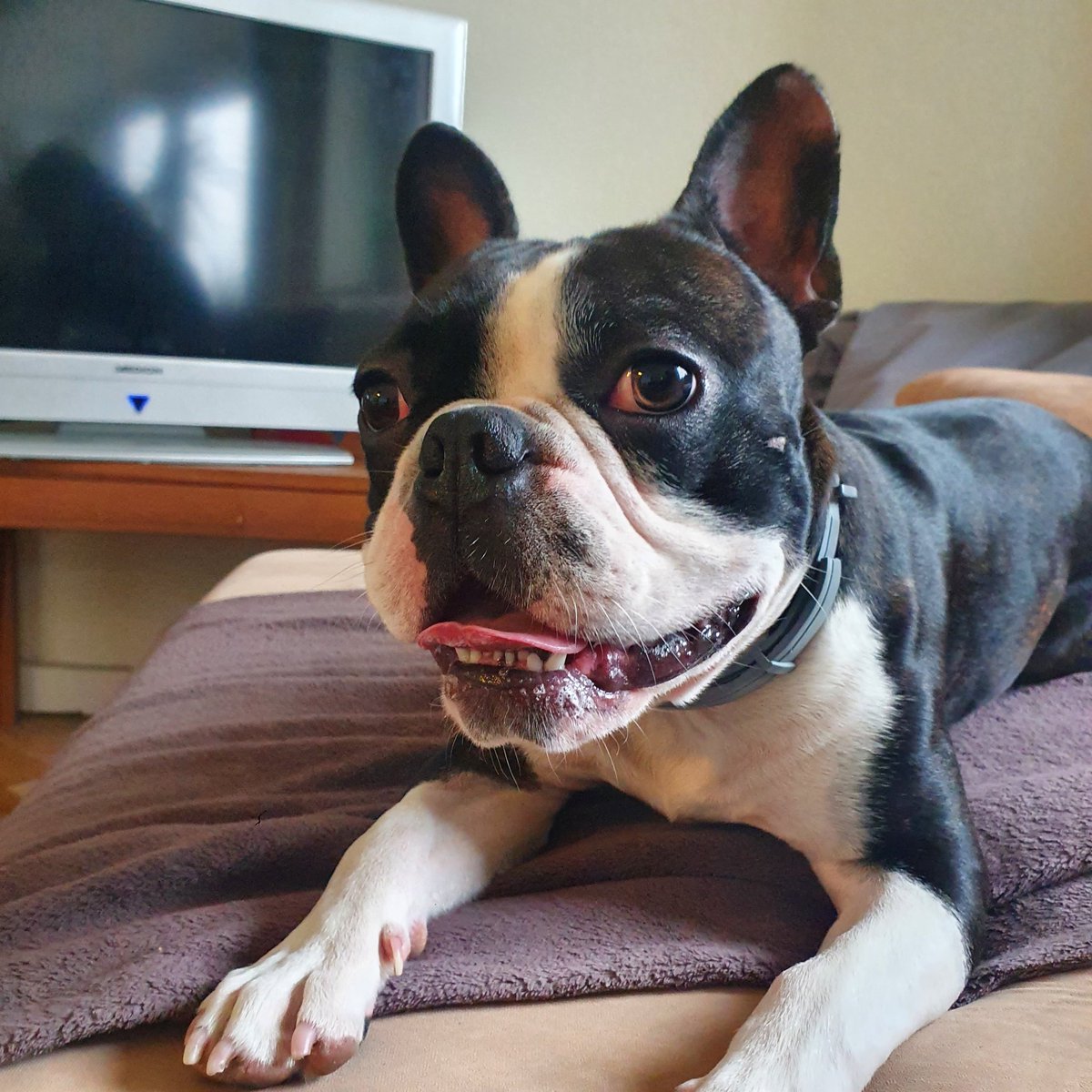 Quand le clébard se sent chez lui partout