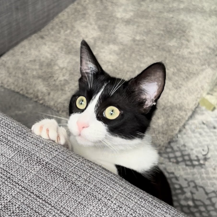 elias pas dodo tweet media