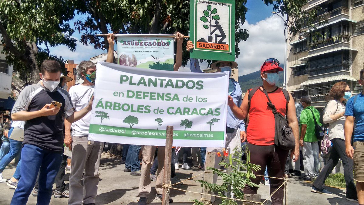 ecorina2's tweet photo. Fue muy buena la caminata en defensa de los árboles desde CC Recreo al Puente de las Mercedes frente a la Escultura que sustituyó a un Mare Mare como explico Cheo Carvajal @caracasapie a los asistentes. El inicio de un movimiento por la recuperación de la Ciudad en 3 municipios. https://t.co/z8KpwFiTlL
