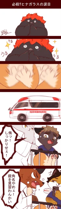🦊宮日🐣

侑「翔陽くん可愛過ぎひん?」
治「…危うく死ぬとこやった」
銀「実際心臓止まっとったで…ホンマこっちの心臓にも悪いわァ」
角「ウケる」

****

心臓発作ネタ1度やってみたかった😌 