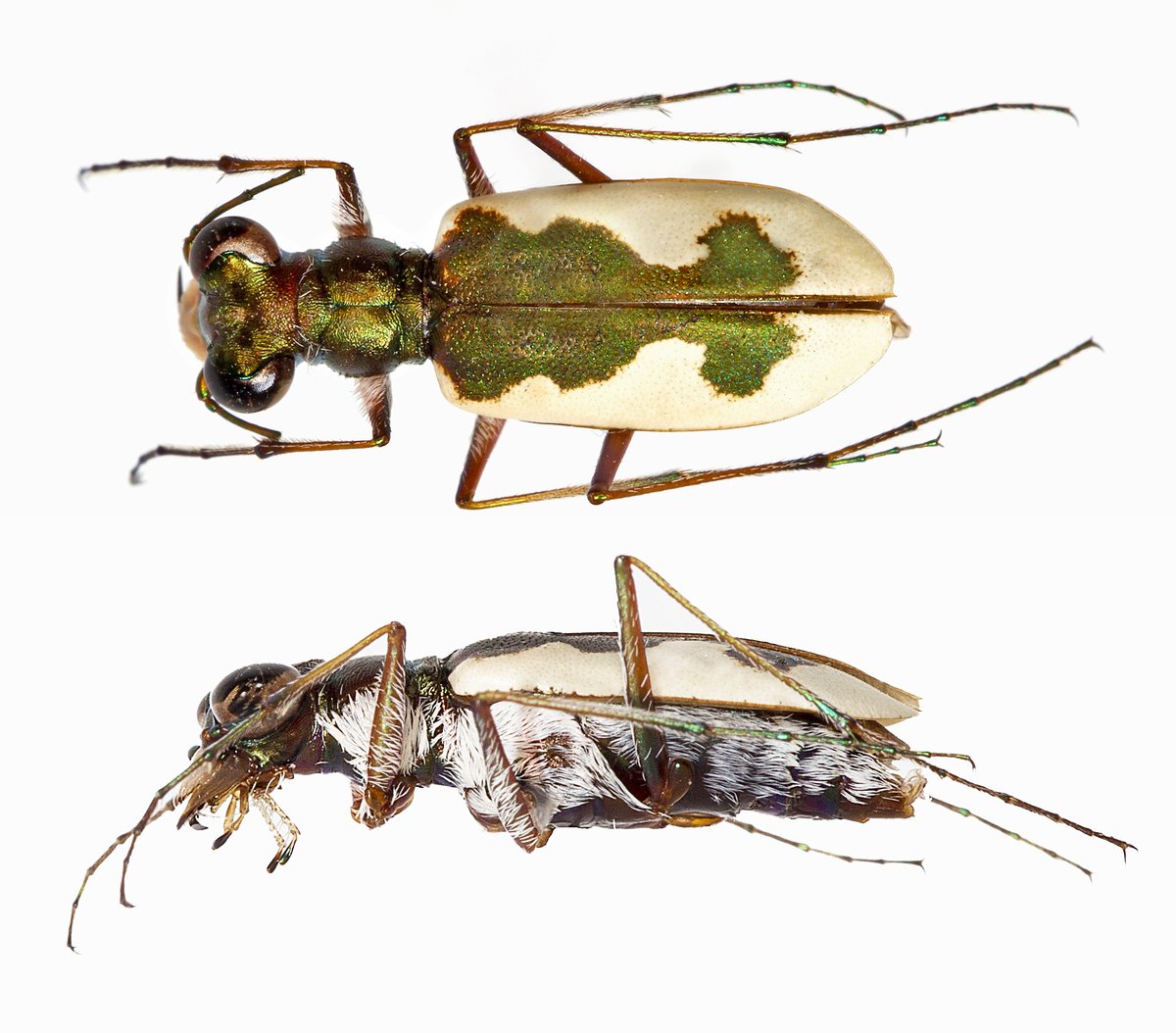 DanDuranBugMan's tweet photo. #NewSpecies! Eunota albicauda: tiger beetle from Texas discovered from two unidentified museum specimens. 
#treatment https://t.co/QFgmSmAFGN
Original paper: https://t.co/vyZN2ElqrM
@Zootaxa https://t.co/KCeOJoTItx