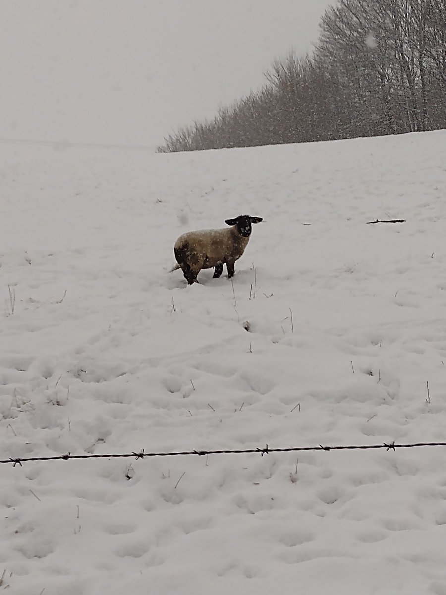 Red0Brick's tweet photo. Bit snowy https://t.co/8O6lUtHSaN