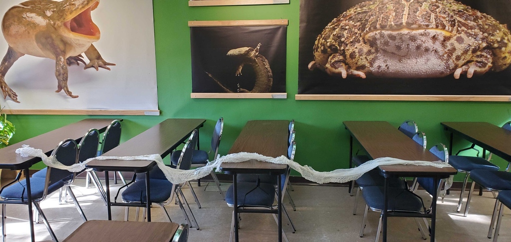 amphibianfound's tweet photo. #SnakeSunday is in full swing this week thanks to our Burmese Python (Python bivittatus) ambassador's amazing shed!  How long do you think Howard is?

#BurmesePython #Python #Pythonbivittatus #Reptile #Reptiles #AmbassadorAnimal https://t.co/Vd8FwdKEt9