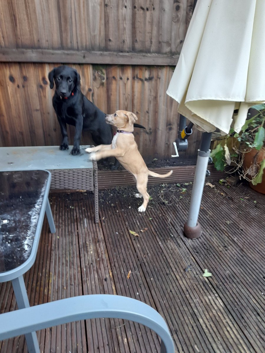 sueismymum's tweet photo. I's habs me fwend Flora wound paw da ikkle wun awound... Her bees wun mumff owlda dan me...
It went wike dis...
#ZSHQ
#theruffriderz
#PIYSB
#endBSL
#dogsoftwitter
#CatsOfTwitter
#friends
#firstplaydate https://t.co/zuOzU4WCQ0